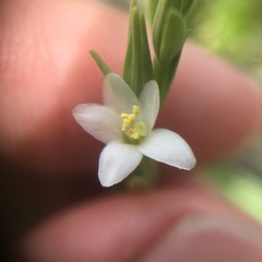 Centaurium japonicum