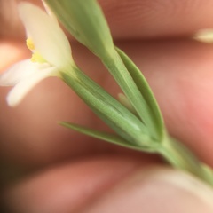 Centaurium japonicum
