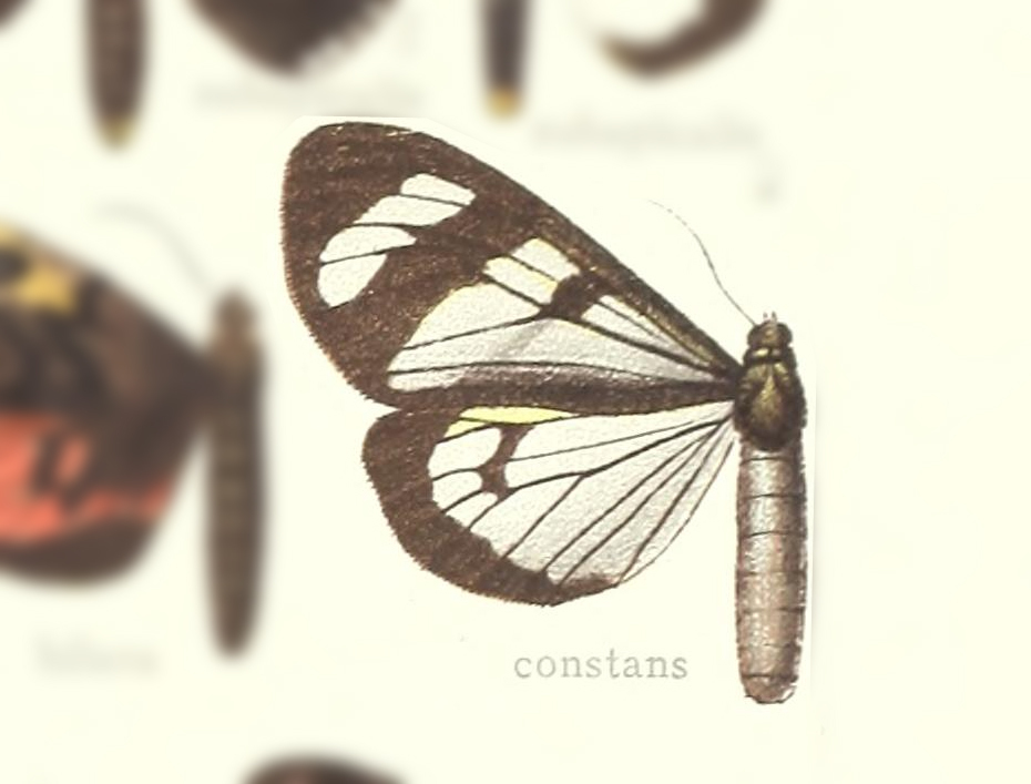 Dysschema constans