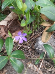 Vinca minor