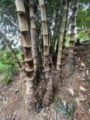 Dendrocalamus asper