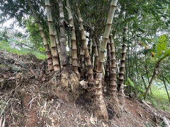 Dendrocalamus asper