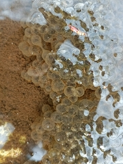 Rana latastei
