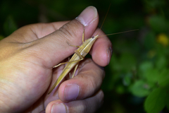 Euconocephalus pallidus