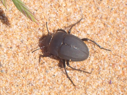 Erodius