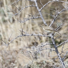 Phylloscopus sindianus