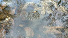 Rana latastei