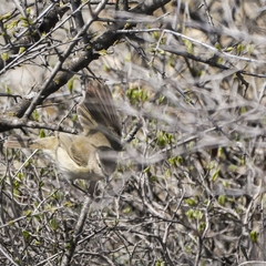 Phylloscopus sindianus