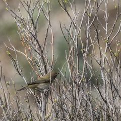 Phylloscopus sindianus