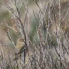 Phylloscopus sindianus