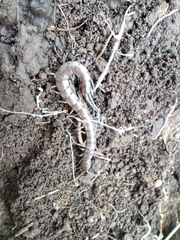 Scolopendra cingulata