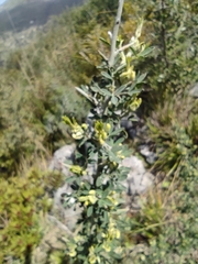 Medicago arborea
