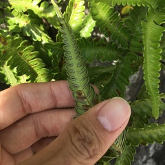 Pteris minor