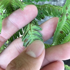 Pteris minor