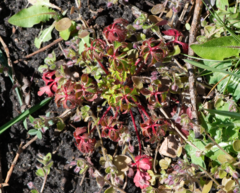 Geranium robertianum