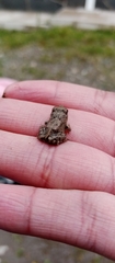 Pleurodema cinereum