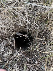Castorimorpha