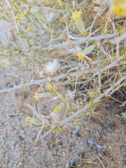 Tetradymia