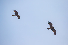 Milvus migrans parasitus