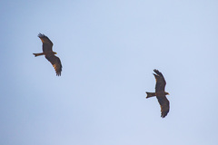 Milvus migrans parasitus