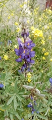 Lupinus altimontanus