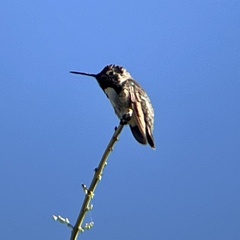 Calypte costae