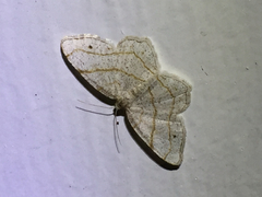 Trigrammia quadrinotaria