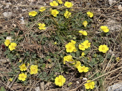 Potentilla incana