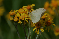 Colias alexandra
