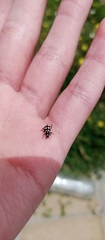 Eriopis connexa