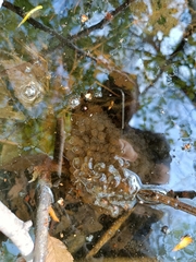 Rana latastei