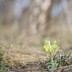 Iris caucasica