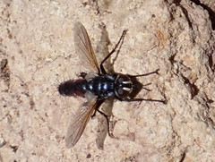 Cylindromyia brassicaria