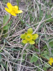 Ranunculus glaberrimus