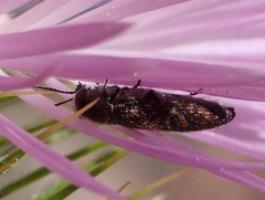 Acmaeodera cisti