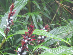 Cautleya
