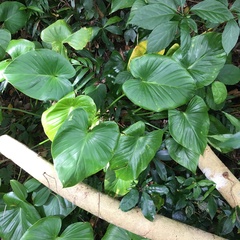 Homalomena philippinensis