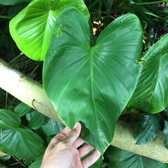 Homalomena philippinensis