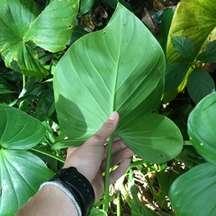 Homalomena philippinensis