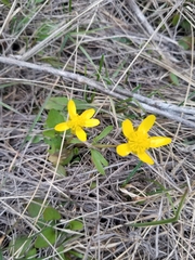 Ranunculus glaberrimus