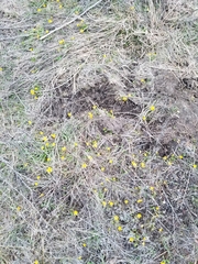 Ranunculus glaberrimus