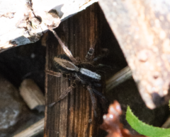 Alopecosa pulverulenta