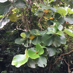 Neonauclea reticulata