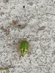 Eurypepla brevilineata