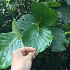 Neonauclea reticulata