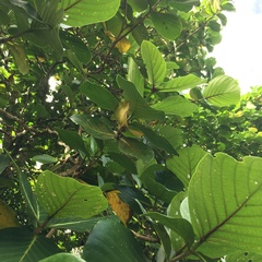 Neonauclea reticulata