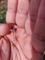 Vicia lathyroides