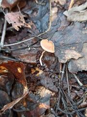 Ciboria betulicola