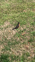 Turdus migratorius