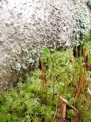 Pohlia nutans nutans